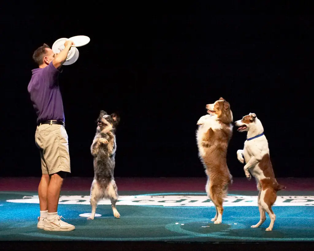 Three dogs standing on hind legs performing tricks with a trainer.